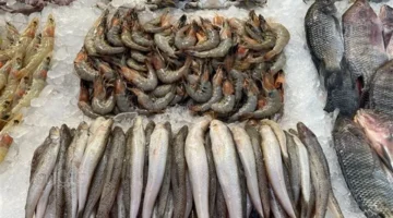 سعر السمك والجمبري في سوق العبور يتراجع مع انخفاض البلطي والمكرونة والكابوريا